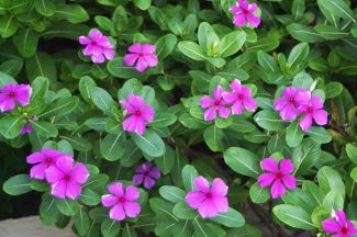 Vinca Rosea 2