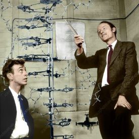 Watson & Crick DNA model